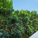 111/15 Musgrave Crescent, Coconut Grove NT 0810 27 1P0247 Coconut Grove 2025 06 20 112559 19 111/15 Musgrave Crescent, Coconut Grove NT 0810